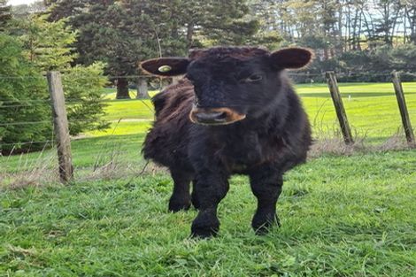 Photo of property in 275 Peak Road, Kaukapakapa, Helensville, 0875