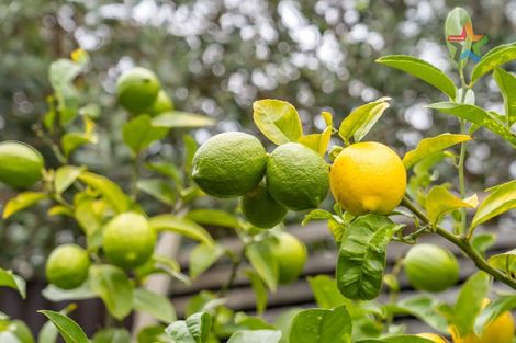 Photo of property in 50b Garden Road, Avalon, Lower Hutt, 5011