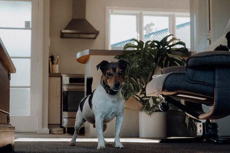 Photo of property in 91 Dunford Street, Rakaia, 7710