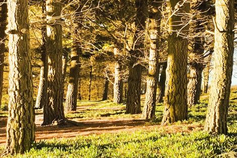 Photo of property in 12 Chamberlain Avenue, Amberley, 7481