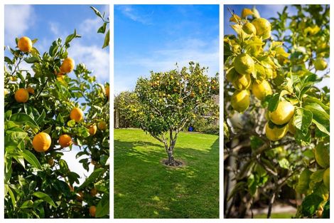 Photo of property in 19 Pirika Place, Papamoa Beach, Papamoa, 3118