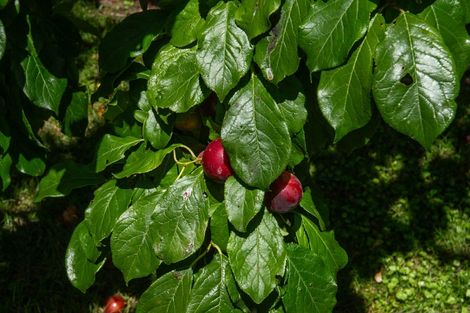 Photo of property in 77 Oak Grove, Ashburton, 7700