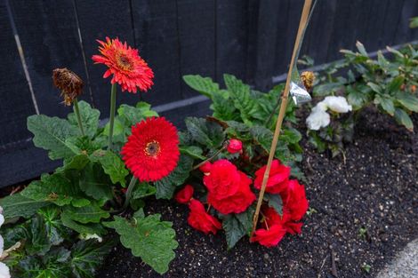 Photo of property in 9 Samuel Place, Terrace End, Palmerston North, 4410