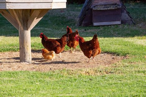 Photo of property in 202 Pukemapu Road, Oropi, Tauranga, 3173