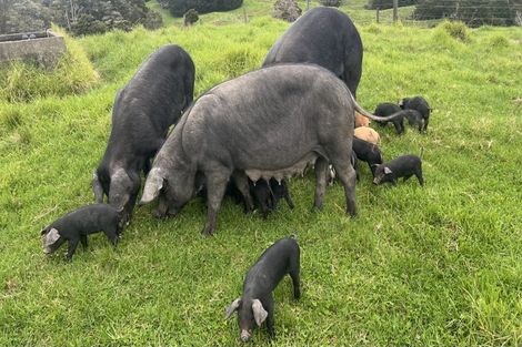 Photo of property in 492 Wairere Road, Paparoa, 0571