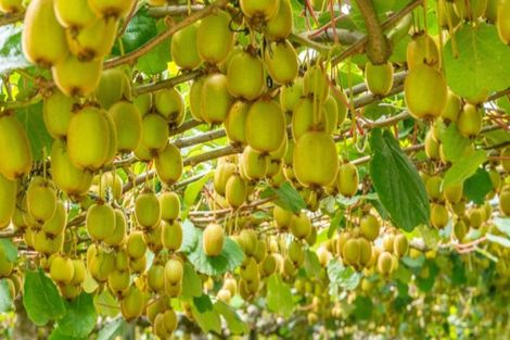 Photo of property in 905 Oropi Road, Oropi, Tauranga, 3173