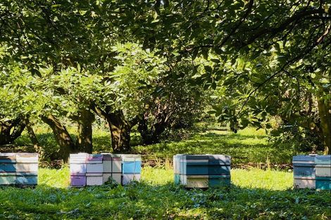 Photo of property in 717a No 3 Road, Te Puke, 3183