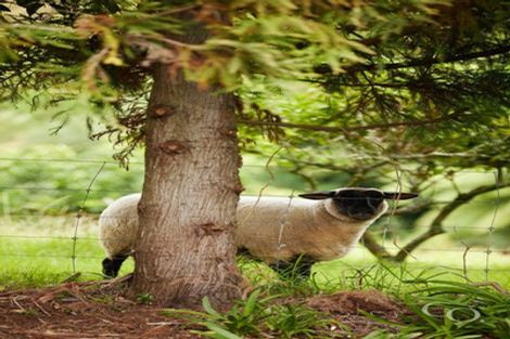 Photo of property in 56e Te Puna Road, Te Puna, Tauranga, 3174