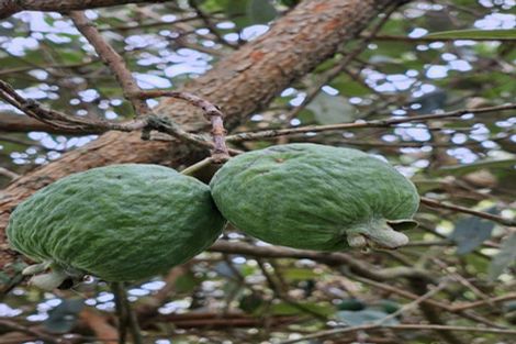 Photo of property in 42-44 Cheshire Street, Cannons Creek, Porirua, 5024