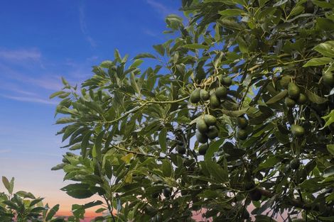 Photo of property in 33 Panorama Drive, Welcome Bay, Tauranga, 3175