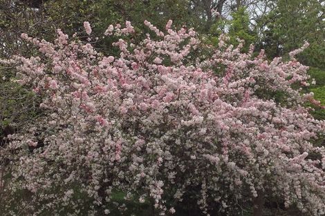 Photo of property in 10 Belvedere Court, West Harbour, Auckland, 0618