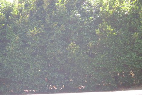 Photo of property in 177 Manuka Road, Bayview, Auckland, 0629