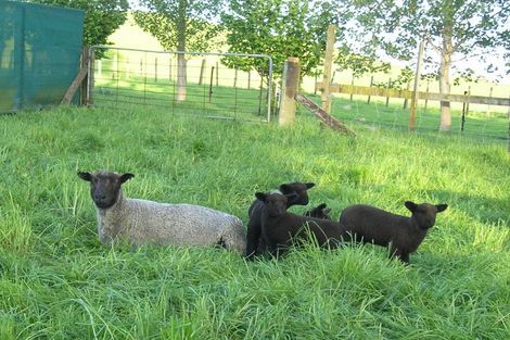 Photo of property in 215 Somerville Road, Tapapa, Tirau, 3485