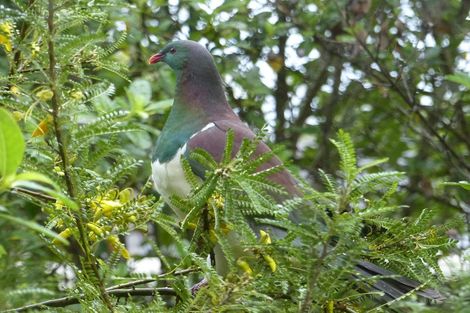 Photo of property in 457/7 Swanson Road, Ranui, Auckland, 0612