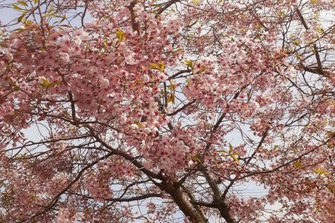 Photo of property in 53 Humber Street, Rongotea, 4476