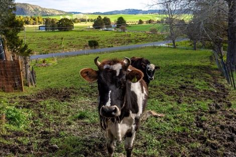 Photo of property in 550 Kaipara Flats Road, Dome Forest, Warkworth, 0981