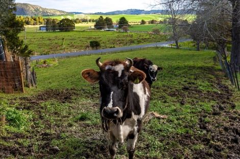Photo of property in 550 Kaipara Flats Road, Dome Forest, Warkworth, 0981