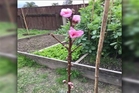 Photo of property in 12 Patrice Place, Massey, Auckland, 0614