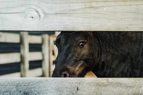 Photo of property in 82 Brownhill Road, Whitford, Manurewa, 2576