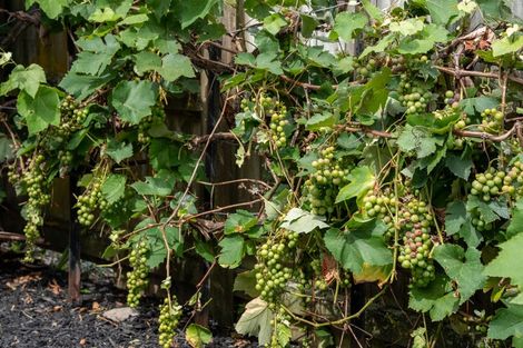 Photo of property in 244b Waiwhetu Road, Waterloo, Lower Hutt, 5011