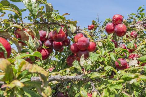 Photo of property in 582 Mclaughlins Road, Darfield, 7571