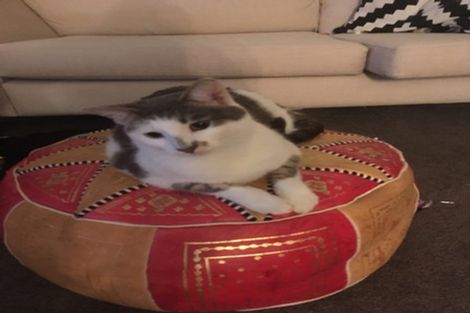 Photo of property in 2/35 Manuka Road, Bayview, Auckland, 0629