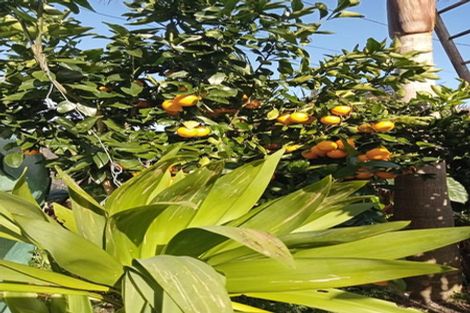 Photo of property in 40 Judea Road, Judea, Tauranga, 3110