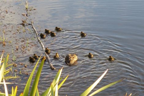 Photo of property in 81 Awatea Avenue, Paraparaumu, 5032