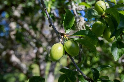 Photo of property in 1544 Motueka River West Bank Road, Motueka Valley, Motueka, 7196