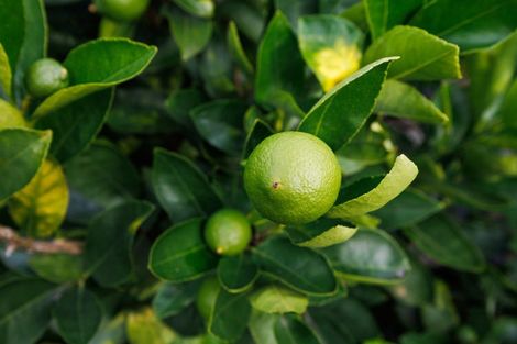 Photo of property in 304 Cambridge Avenue, Ashhurst, 4810