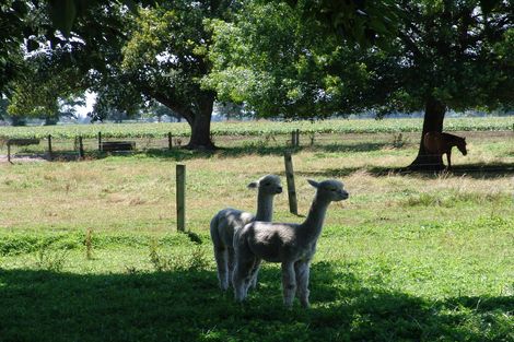 Photo of property in 308 Mill Road, Ohaupo, 3881