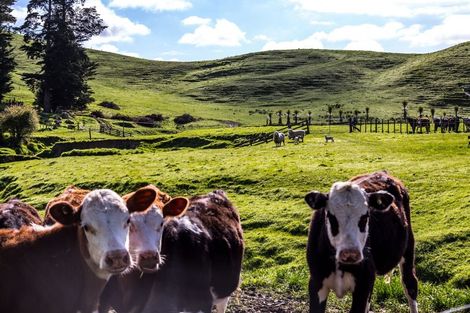 Photo of property in 113 Kaitawa Road, Hautere, Otaki, 5582