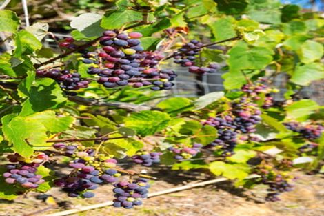 Photo of property in 140 Lawson Drive, Tutukaka, Whangarei, 0173