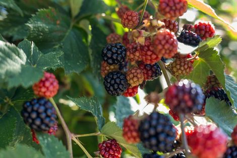 Photo of property in 84a Mclauchlan Street, Springlands, Blenheim, 7201