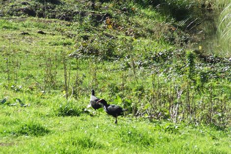 Photo of property in 7 Sheppard Street, Gate Pa, Tauranga, 3112