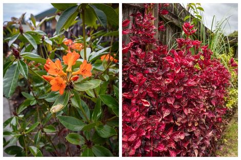 Photo of property in 5 Burnt Oak Drive, Pyes Pa, Tauranga, 3112