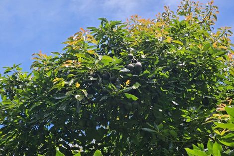 Photo of property in 4 Esdaile Road, Whakamarama, Tauranga, 3180