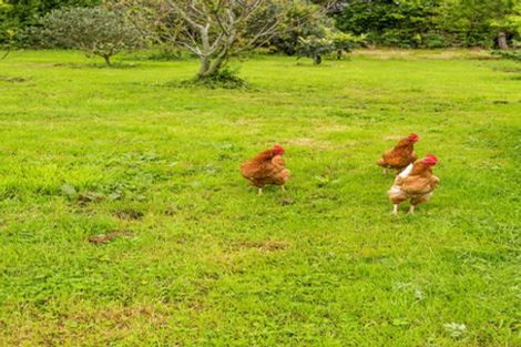 Photo of property in 71 Whelans Road, Levin, 5571