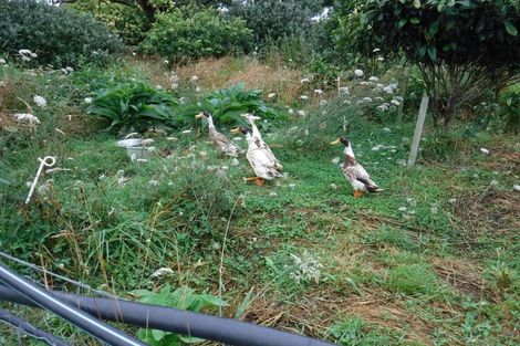 Photo of property in 883 Te Akau Road, Te Akau, Ngaruawahia, 3793