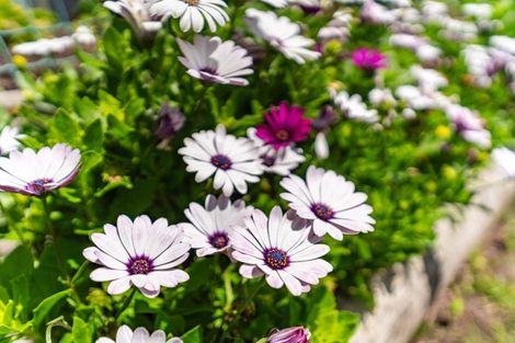 Photo of property in 16 Portland Terrace, Dargaville, 0310