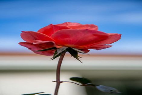 Photo of property in 91 Williams Street, Cambridge, 3434