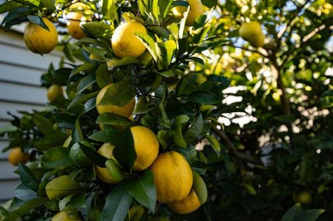 Photo of property in 199a Galloway Street, Hamilton East, Hamilton, 3216