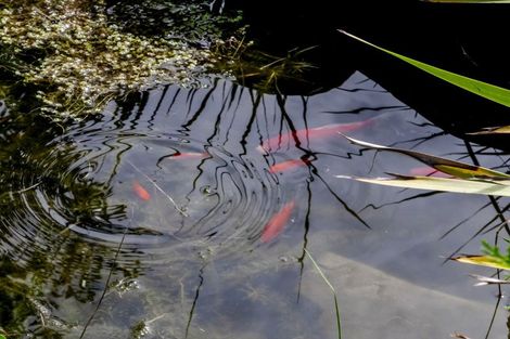 Photo of property in 84 Maori Creek Road, Marsden, Greymouth, 7872