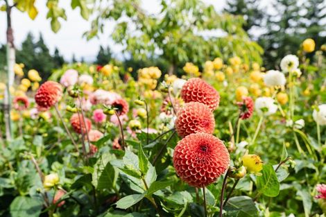 Photo of property in 108 Mornington Road, Kenmure, Dunedin, 9011