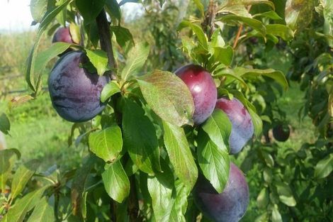 Photo of property in 17 Mccutchan Road, Otakiri, Whakatane, 3193