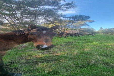 Photo of property in 2877 State Highway 30, Rotoma, Whakatane, 3192