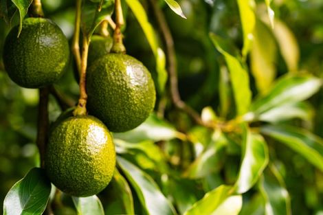 Photo of property in 70 Norris Road, Maungatapere, Whangarei, 0179