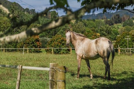 Photo of property in 42 Guy Road, Kaipara Flats, Warkworth, 0981