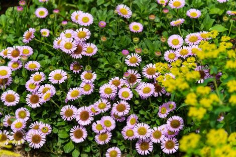 Photo of property in 12 Dewe Avenue, Feilding, 4702