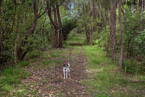 Photo of property in 245 Mccoy Road, Wainui, Opotiki, 3198